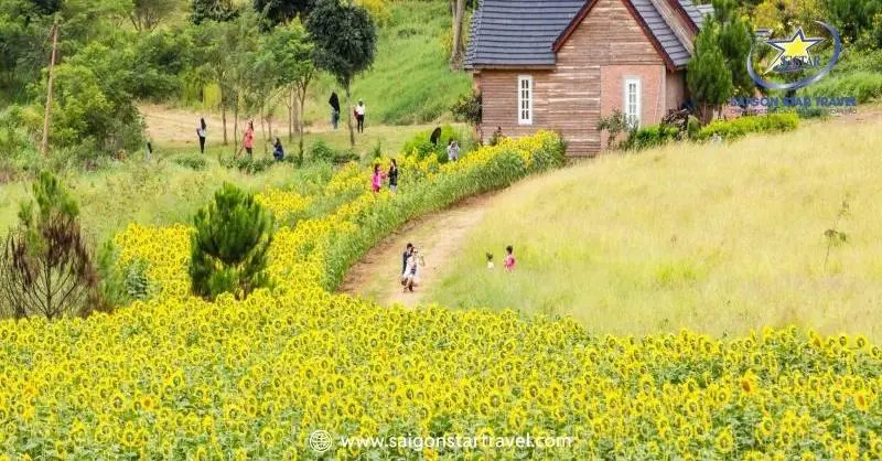 Đi Đà lạt mùa nào đẹp- Tháng 5-9 mùa hoa Quỳ
